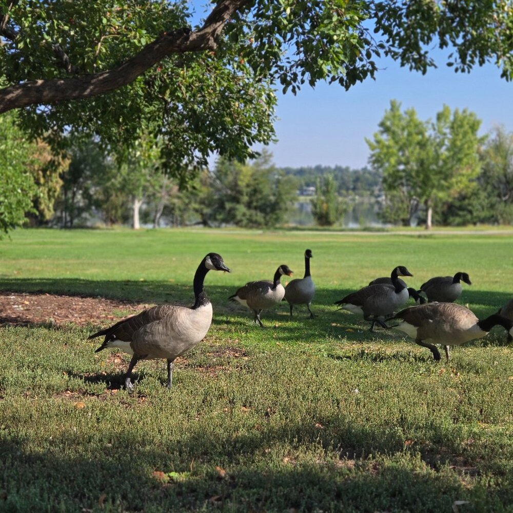 Meet your Posher, Katie the Silly Goose